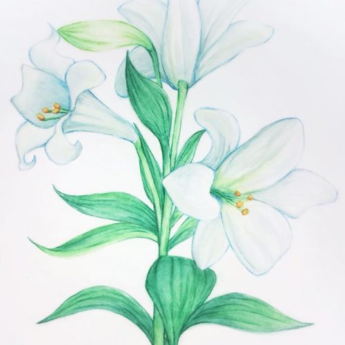 Christina Ann Studios Watercolor Easter Lilies